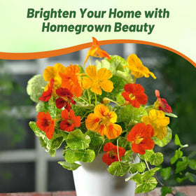 Outsidepride Jewel Mix Nasturtium thrives in containers for patio color.
