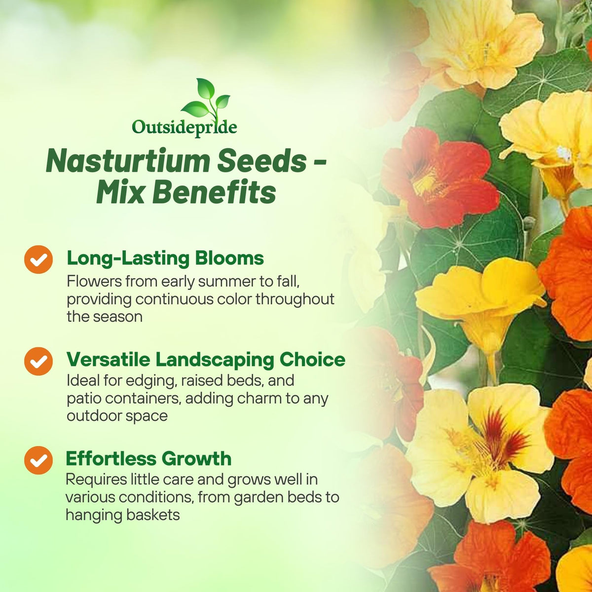 Outsidepride Jewel Mix Nasturtium edible flowers add peppery garnish to dishes.