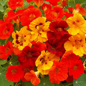 Outsidepride Jewel Mix Nasturtium provides an attractive ground cover along borders.