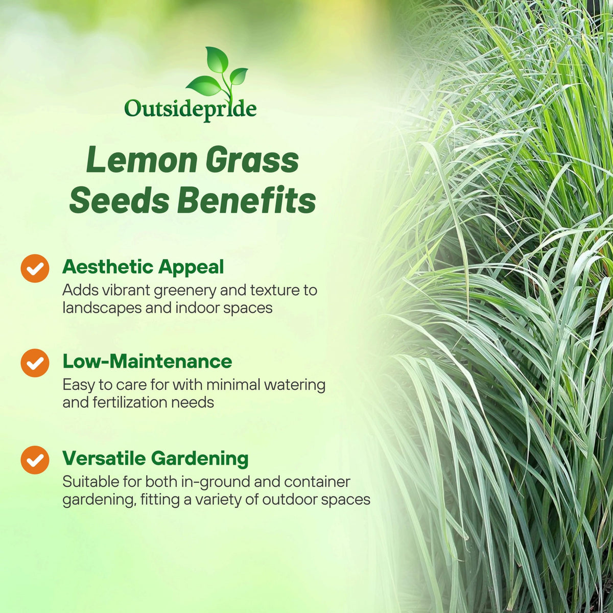 Outsidepride lemon grass mature plant with blue-green foliage
