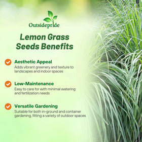 Outsidepride lemon grass mature plant with blue-green foliage