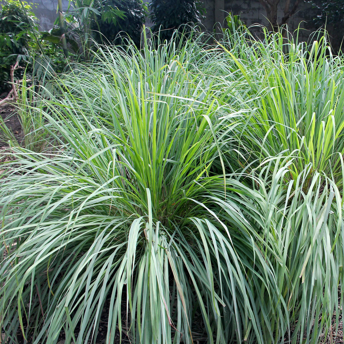 Outsidepride lemon grass scent helps deter mosquitoes on patios
