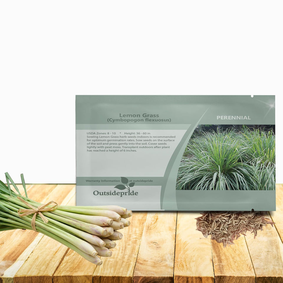 Outsidepride lemon grass seeds being planted in well-drained soil for culinary herbs