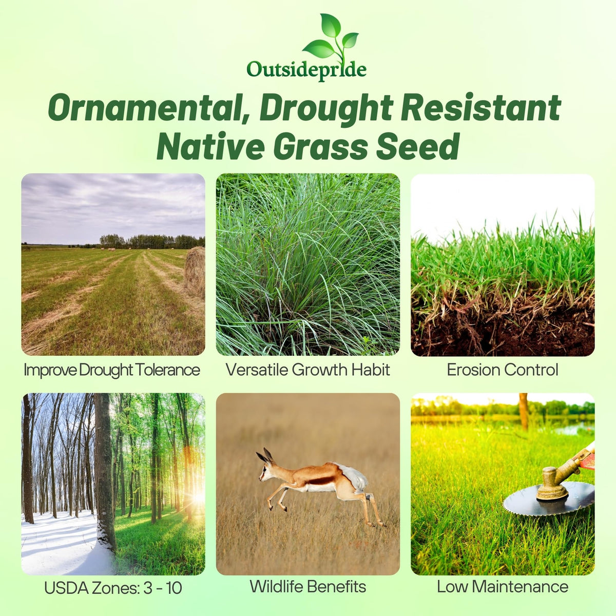 Outsidepride Little Bluestem seed grain closeup, showcasing drought-tolerant lawn grass.