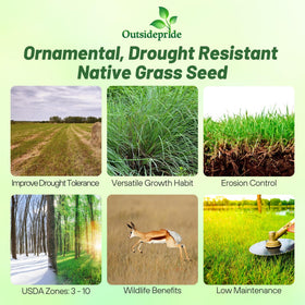 Outsidepride Little Bluestem seed grain closeup, showcasing drought-tolerant lawn grass.