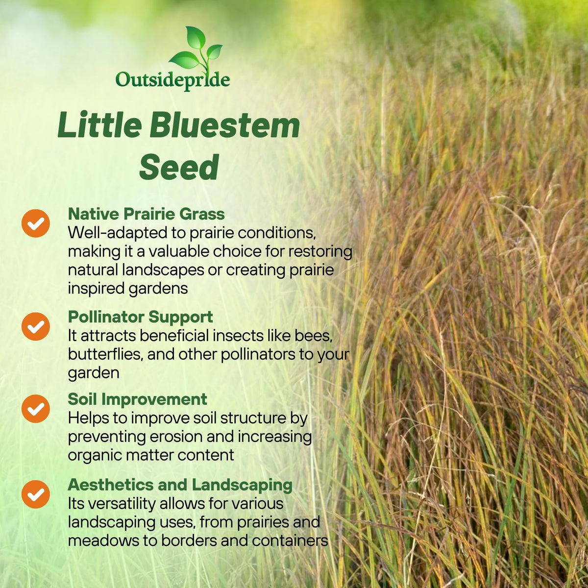 Outsidepride Little Bluestem seed planting closeup in soil for ground-cover landscapes.
