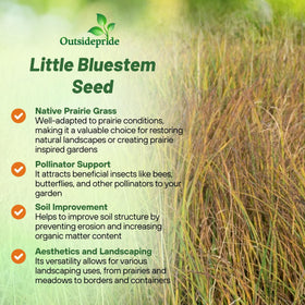 Outsidepride Little Bluestem seed planting closeup in soil for ground-cover landscapes.