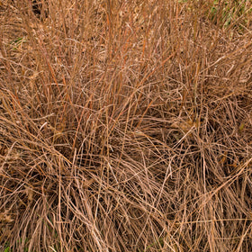 Outsidepride Little Bluestem seed against wildflower backdrop boosts habitat value.