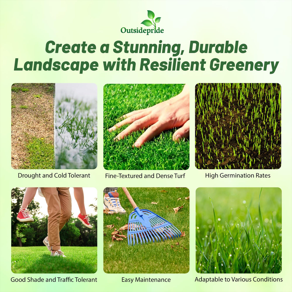 Outsidepride Maya Blackjack Bermuda seed creates dense, fine-textured turf for parks and lawns.