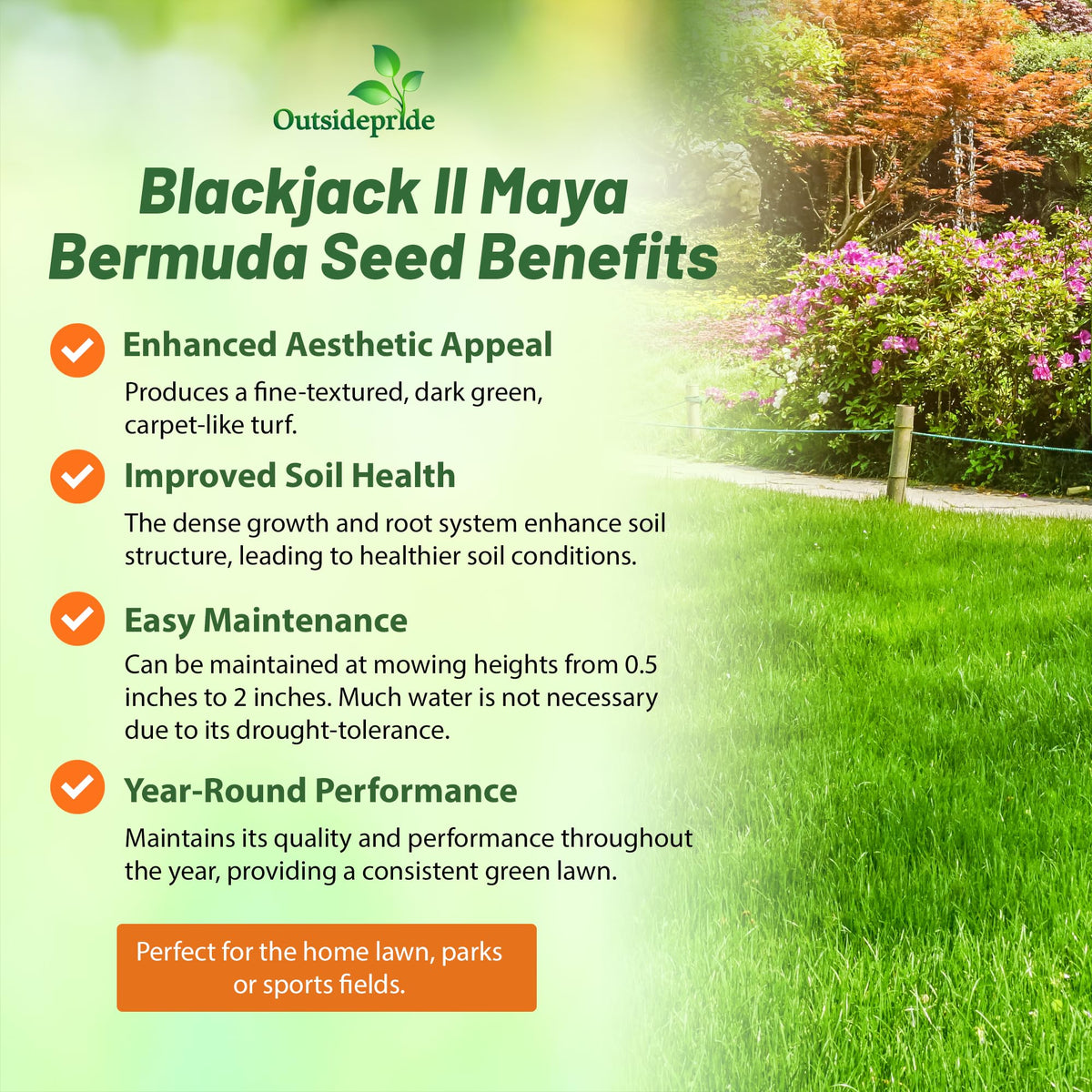 Outsidepride Maya Blackjack seedling vigor promotes quick establishment and year-round green color.