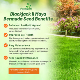 Outsidepride Maya Blackjack seedling vigor promotes quick establishment and year-round green color.