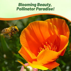 Outsidepride meadow wildflower bed showcases vivid orange blooms.