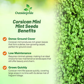 Outsidepride Mentha Corsican shows compact growth ideal for borders and stepping-stone gardens.