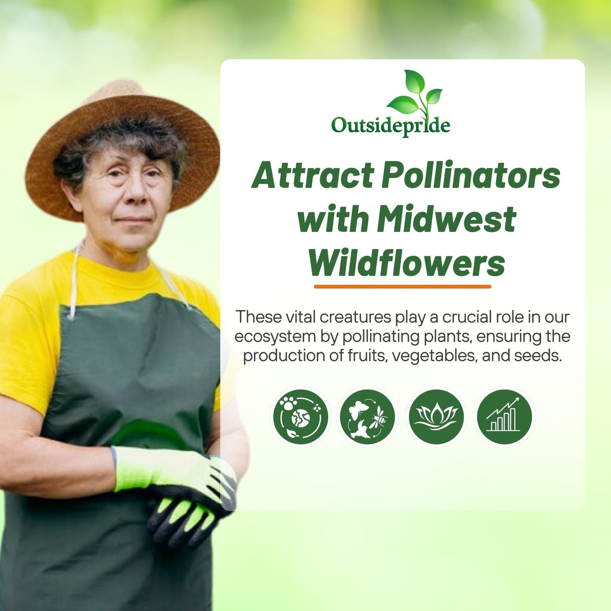 Outsidepride Midwest Wildflower attracts pollinators, supporting biodiversity in yards.