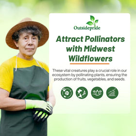 Outsidepride Midwest Wildflower attracts pollinators, supporting biodiversity in yards.