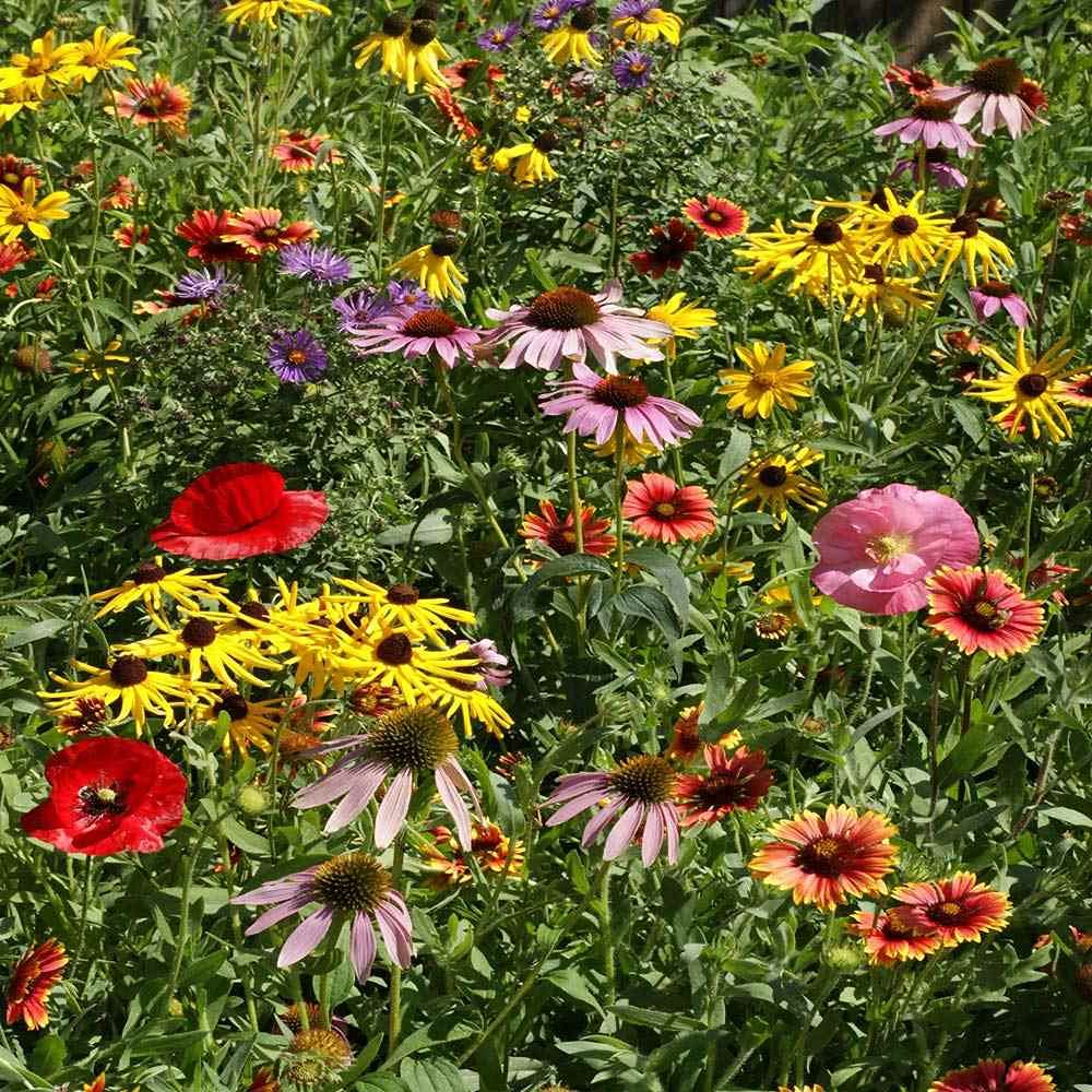Outsidepride Midwest Wildflower Seed Mix seeds, diverse for quick color in gardens.