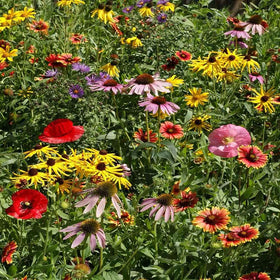 Outsidepride Midwest Wildflower Seed Mix seeds, diverse for quick color in gardens.