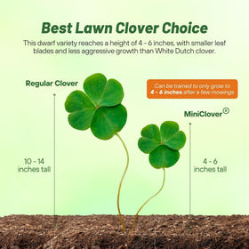 Outsidepride miniclover seed drought-tolerance close-up; thrives with minimal watering.