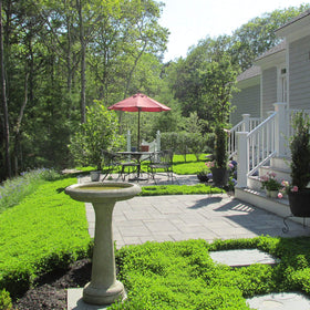 Outsidepride miniclover seed in lawn landscape; drought-tolerant, low-maintenance landscape option.