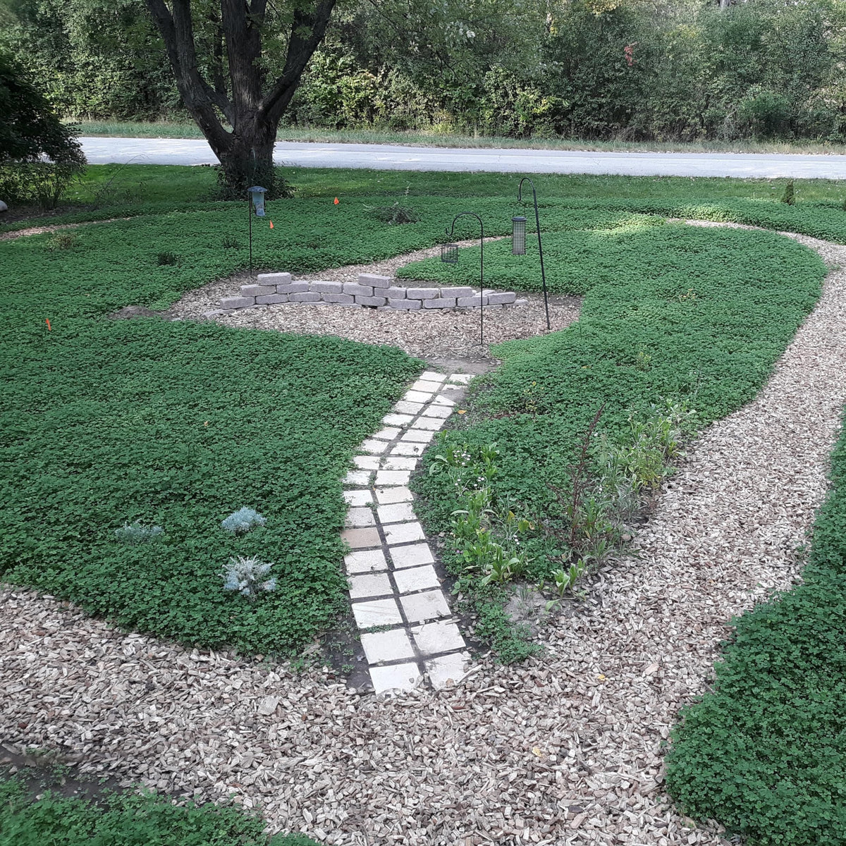 Outsidepride miniclover seed mix-in with grass; blends well for lawn enhancements.