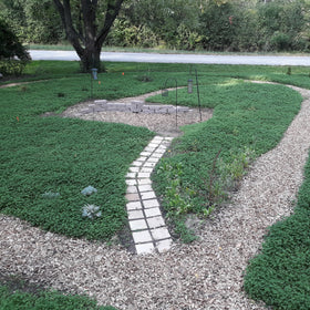 Outsidepride miniclover seed mix-in with grass; blends well for lawn enhancements.