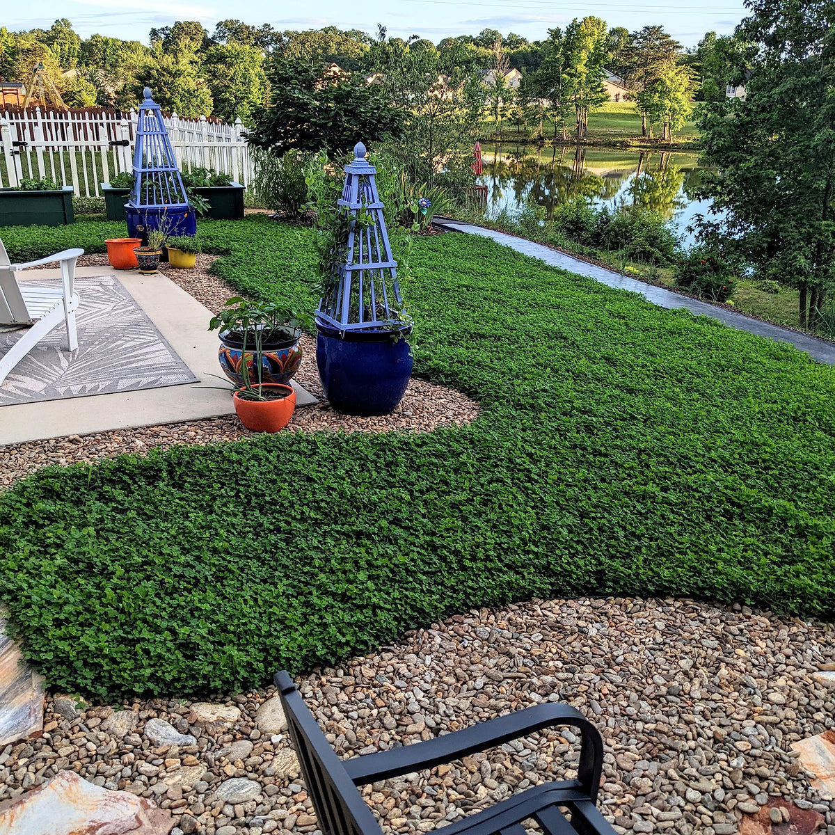 Outsidepride MiniClover helps reduce reseeding with nitrogen-fixing growth