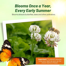 Outsidepride MiniClover small-leaved growth tolerant of low mowing