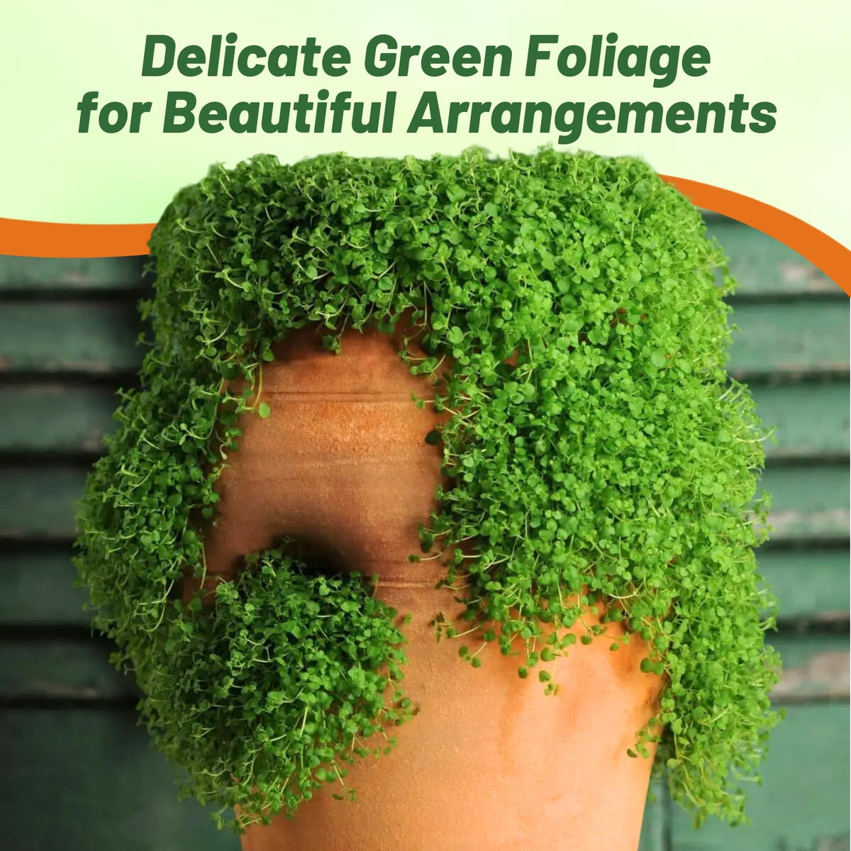 Outsidepride mint pellet packets simplify planting with even germination.