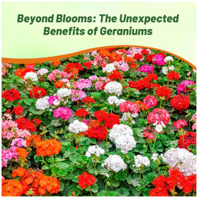 Outsidepride Mix Geranium Seeds ideal for borders, pots, and landscape displays