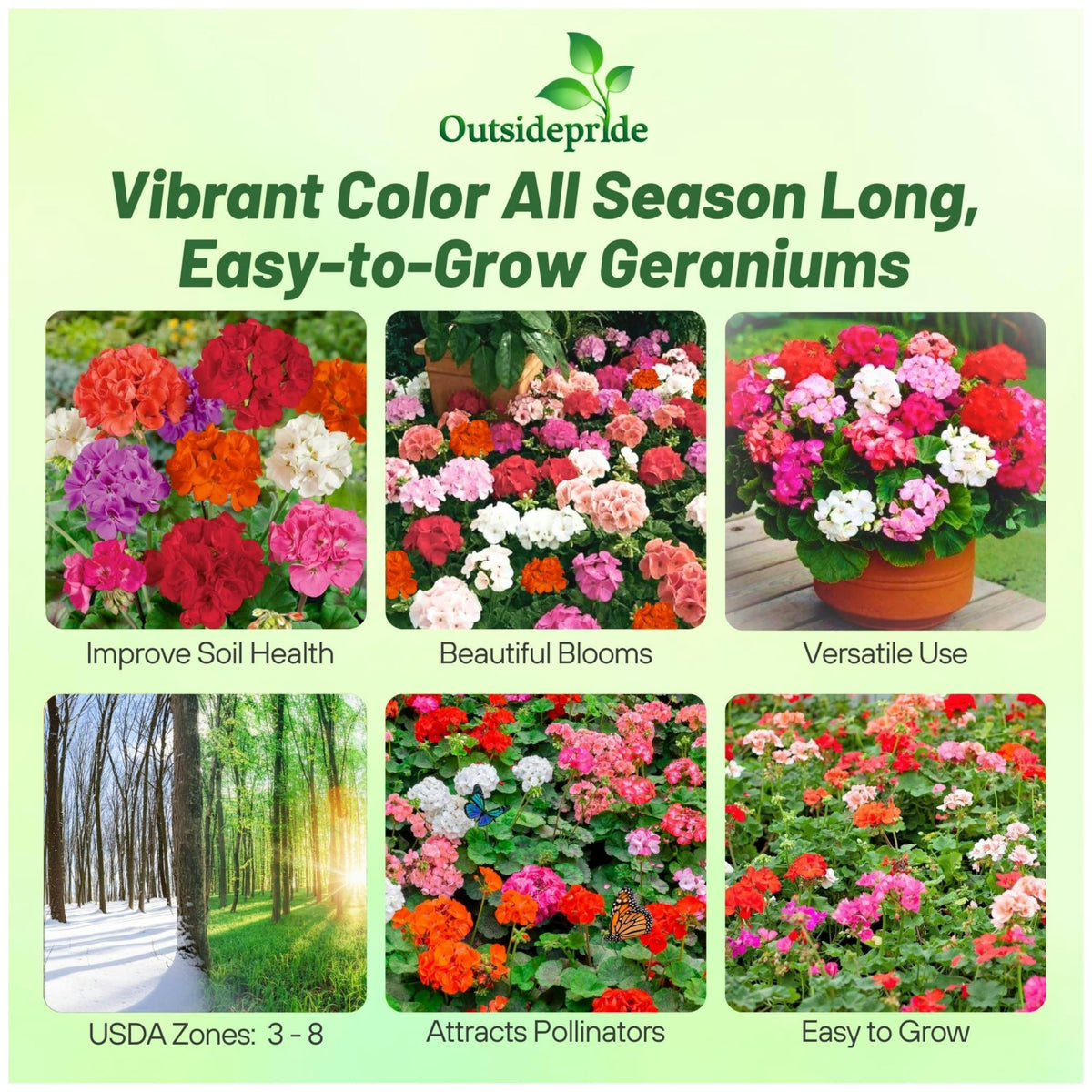Outsidepride Mix Geranium Seeds perfect for containers and window boxes with lush green foliage