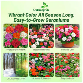 Outsidepride Mix Geranium Seeds perfect for containers and window boxes with lush green foliage