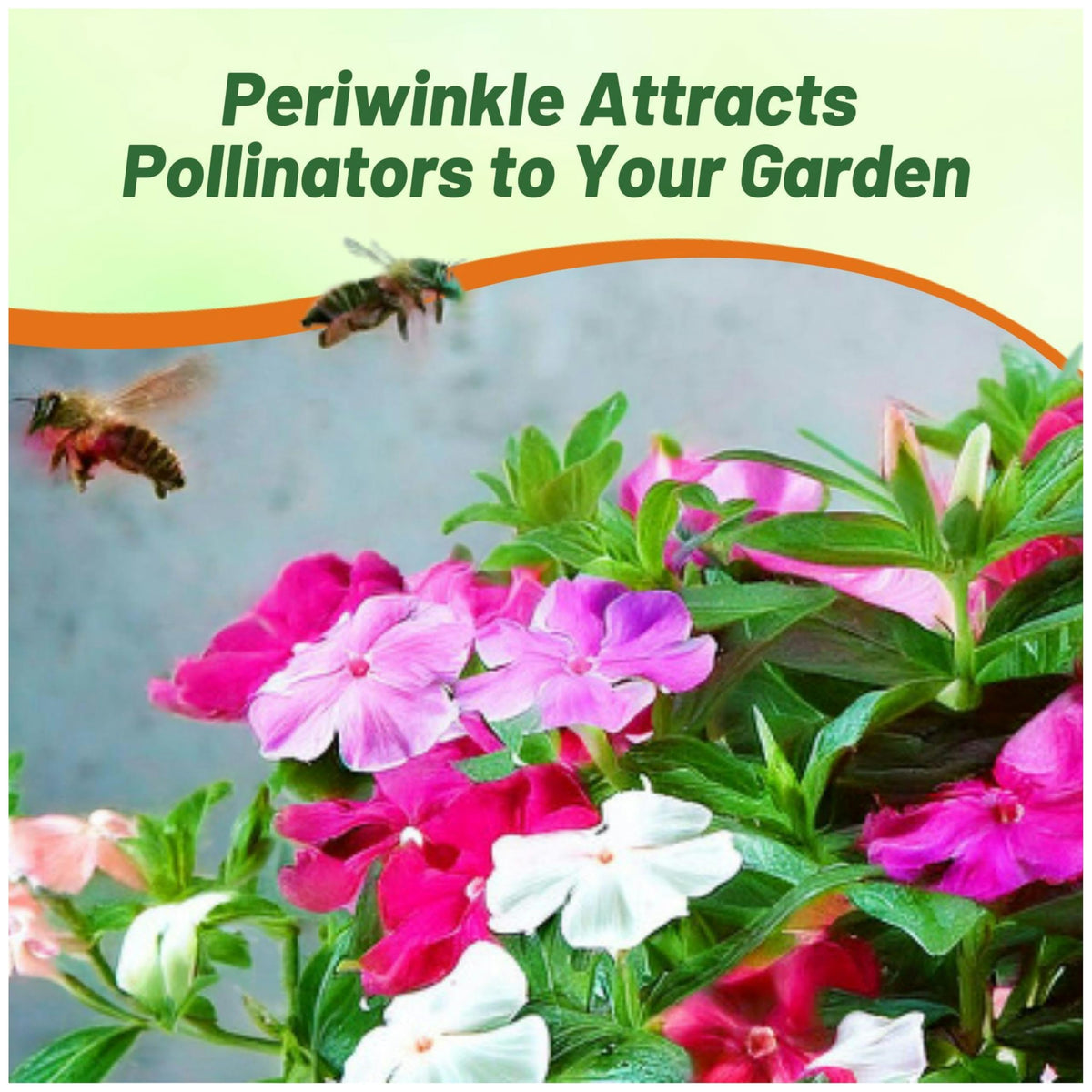 Outsidepride Mix Periwinkle Seeds with compact growth for small spaces.