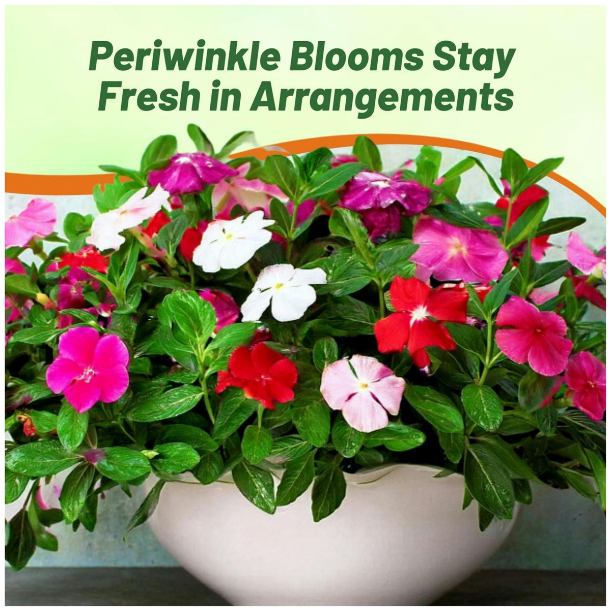 Outsidepride Mix Periwinkle Seeds create attractive container displays.