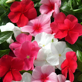 Outsidepride Mix Periwinkle Seeds resist drought and thrive with light care.