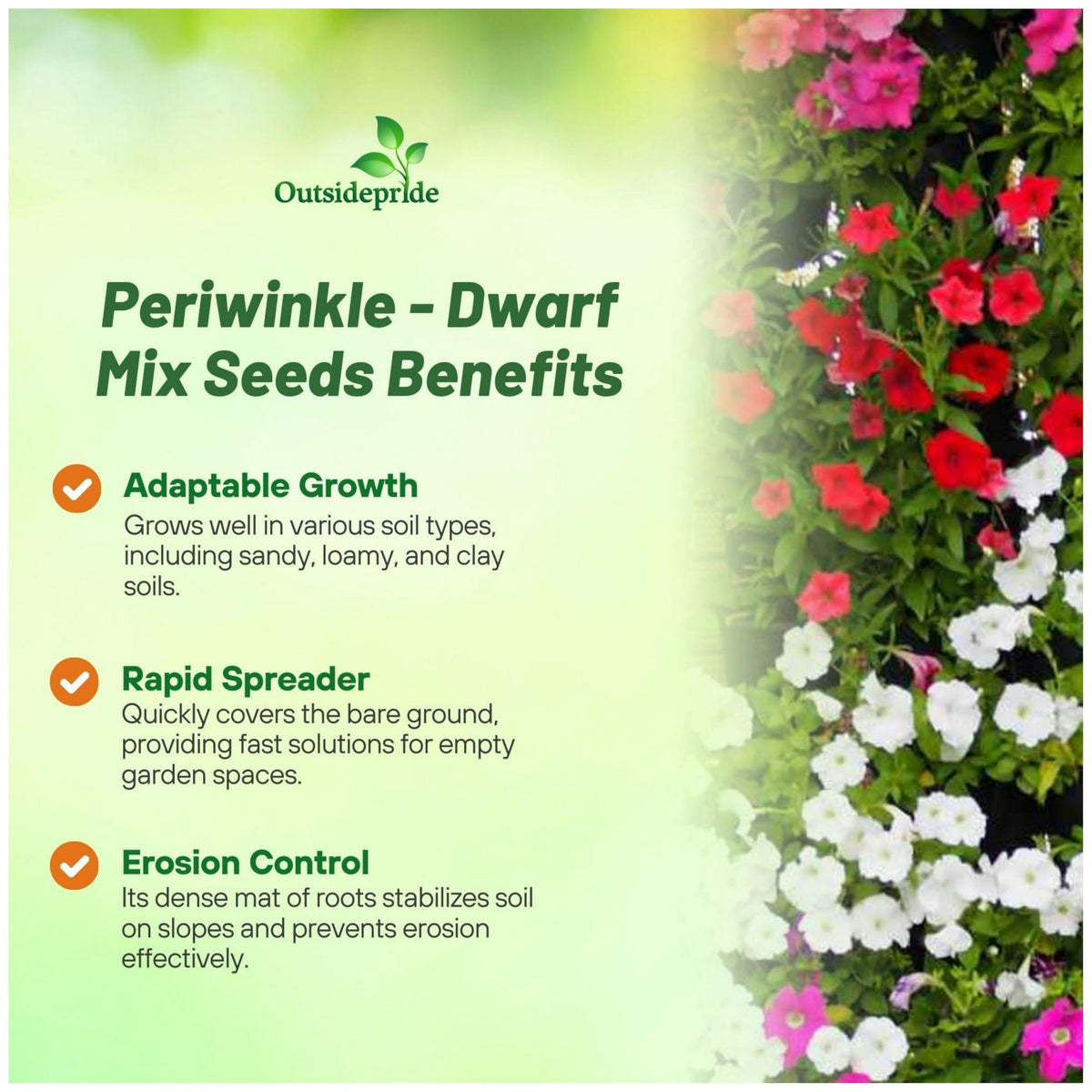 Outsidepride Mix Periwinkle Seeds demonstrate heat tolerance for hot summers.