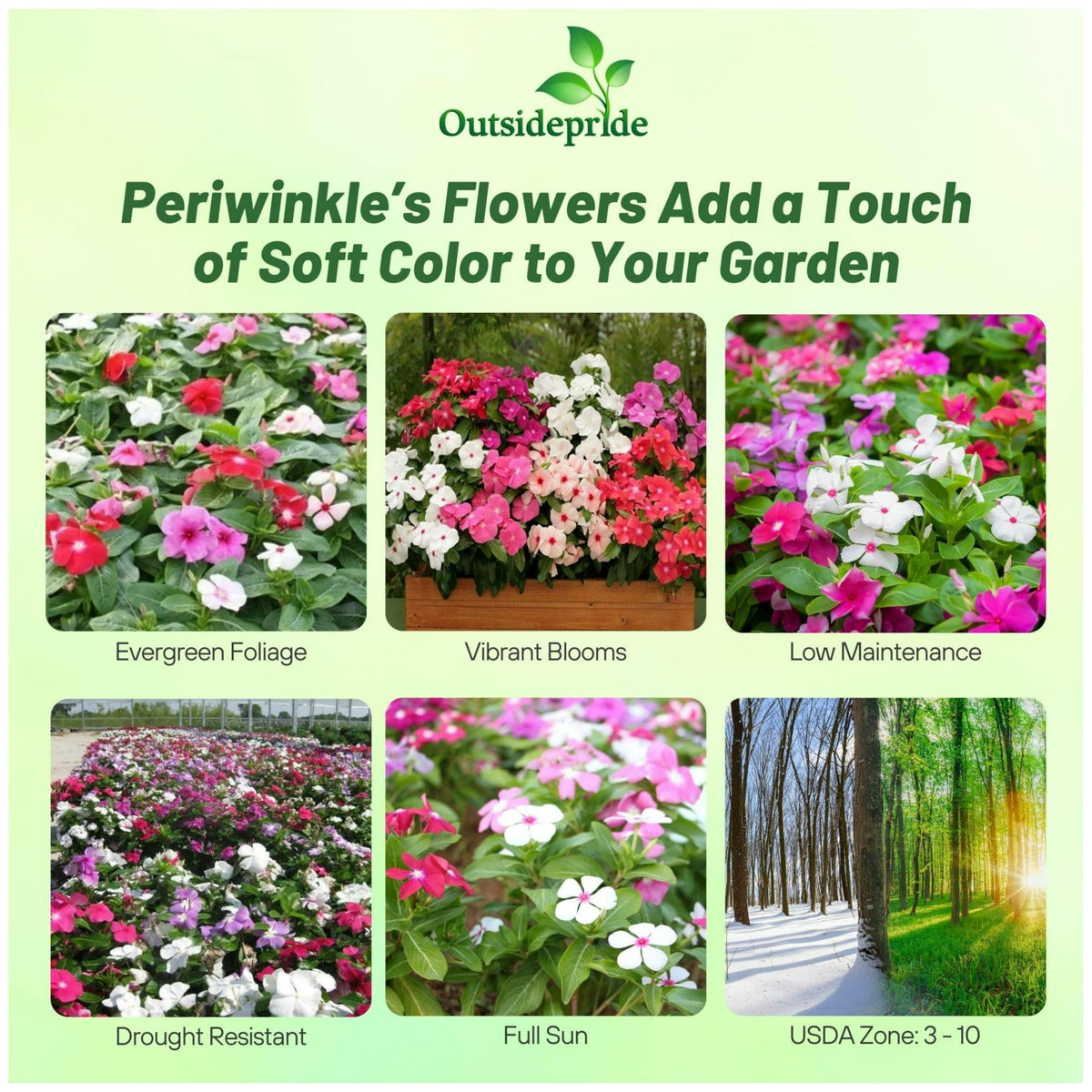 Outsidepride Mix Periwinkle Seeds with vivid colors for borders and beds.