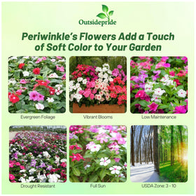 Outsidepride Mix Periwinkle Seeds with vivid colors for borders and beds.