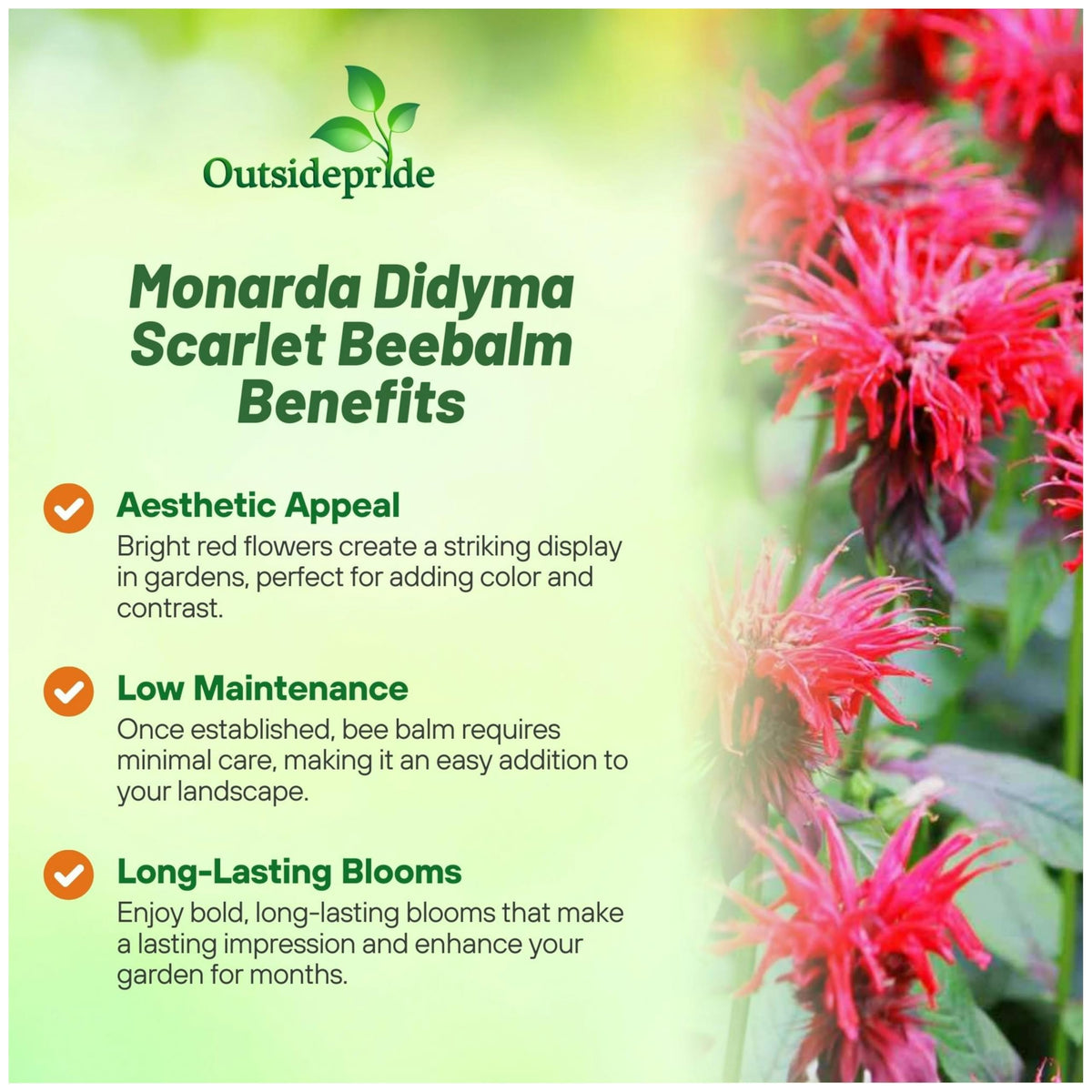 Outsidepride Monarda Didyma leaves emit a mint scent in garden