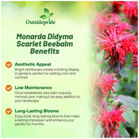 Outsidepride Monarda Didyma leaves emit a mint scent in garden
