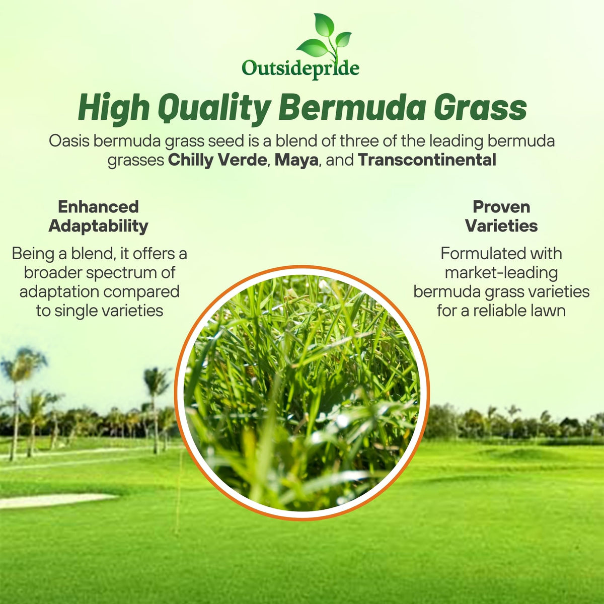Outsidepride Oasis Bermuda Seed creates dense turf that crowds out weeds.