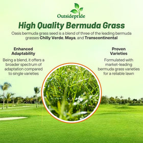 Outsidepride Oasis Bermuda Seed creates dense turf that crowds out weeds.