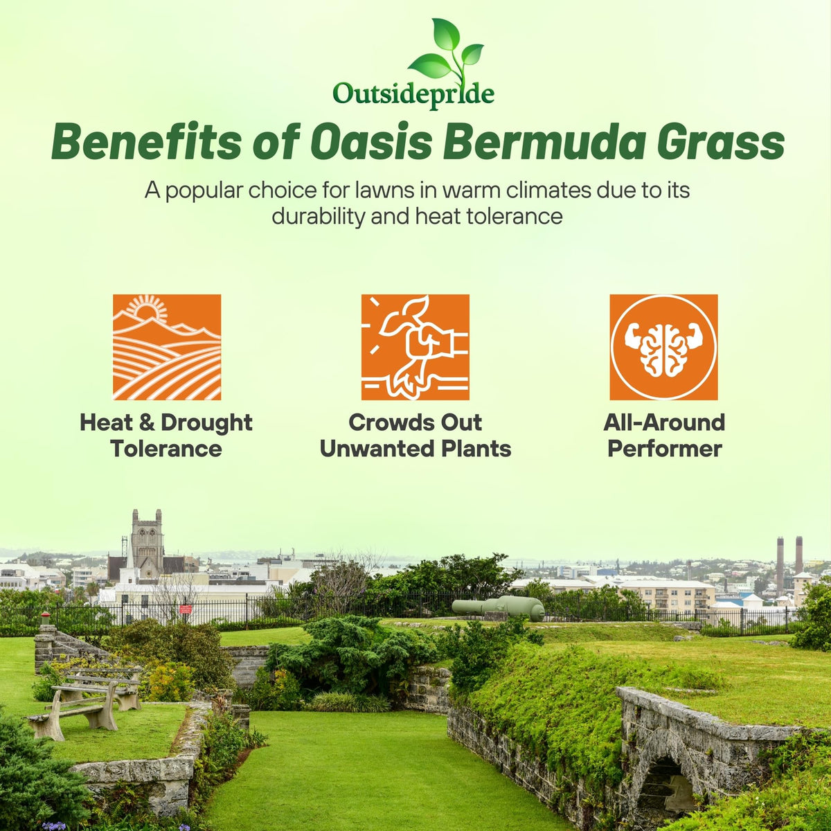 Outsidepride Oasis Bermuda Seed offers drought and heat resistance for hot climates.