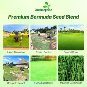 Outsidepride Oasis Bermuda seed germinating in soil forming a dense lawn and weed suppression