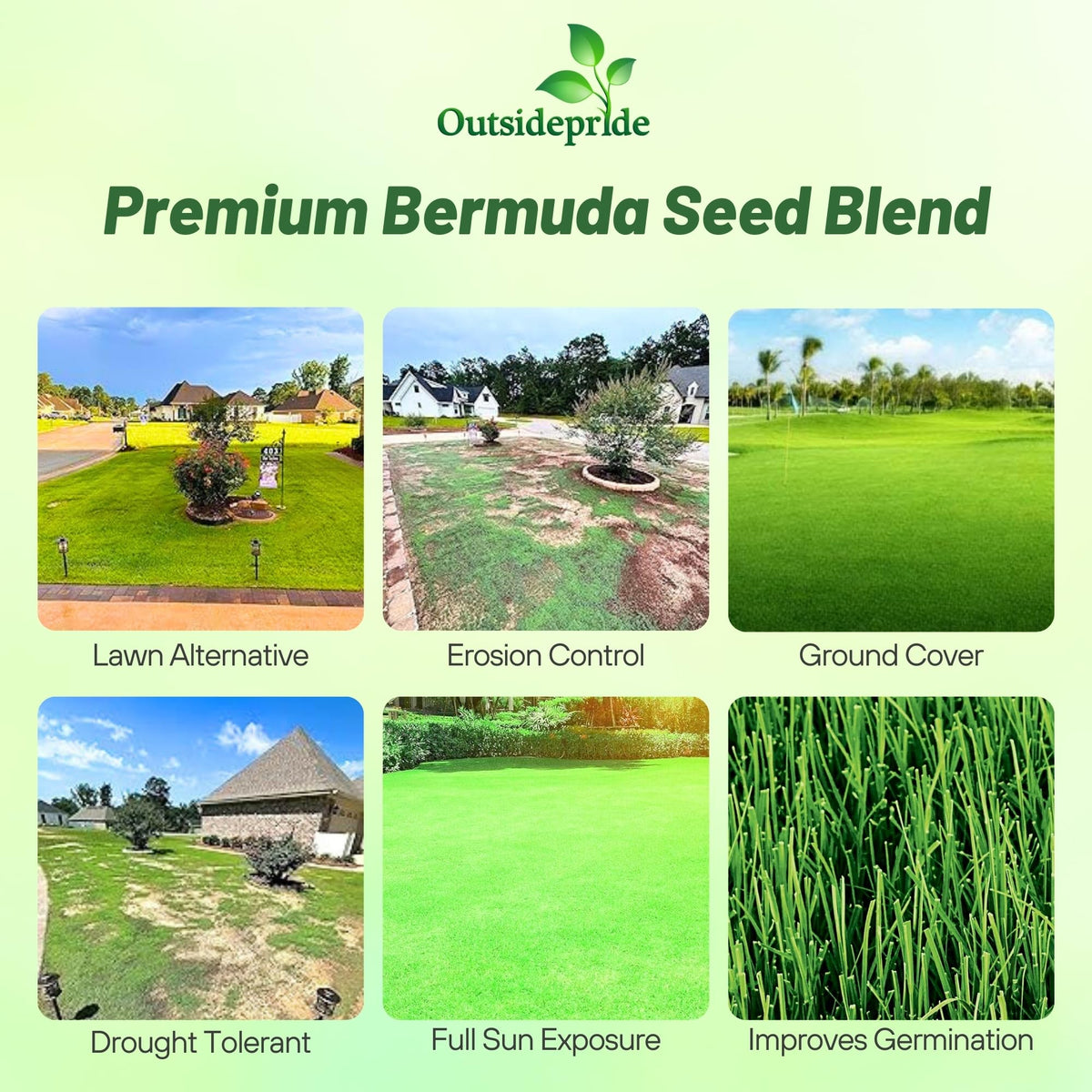 Outsidepride Oasis Bermuda Seed establishing rapid green cover in sunny lawns.