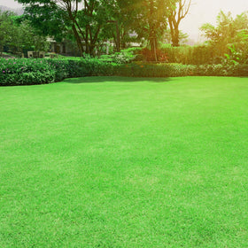 Outsidepride Oasis Bermuda seed delivering thick coverage for lawns and landscapes
