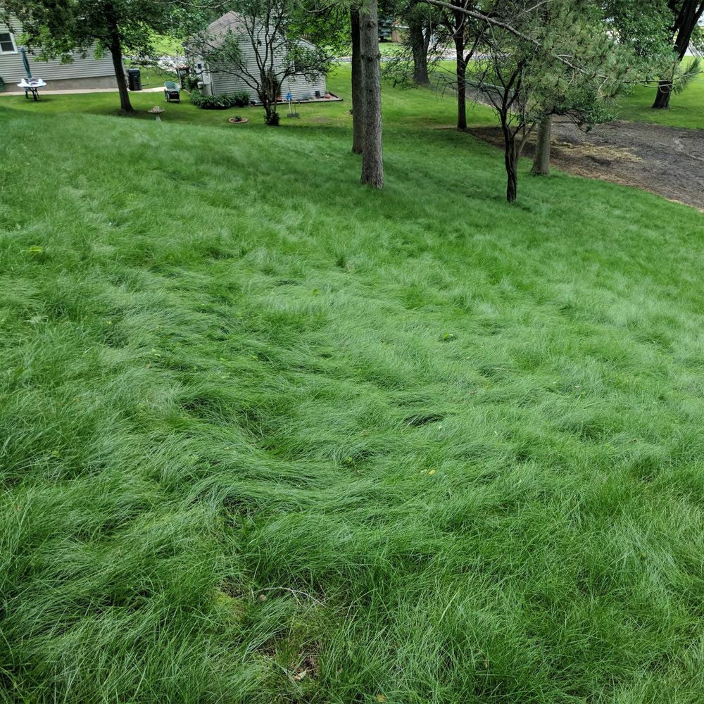 Outsidepride patch to lawn establishment demonstrates quick, even germination.