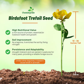 Outsidepride perennial Birdsfoot Trefoil ready for winter-hardy pasture use.