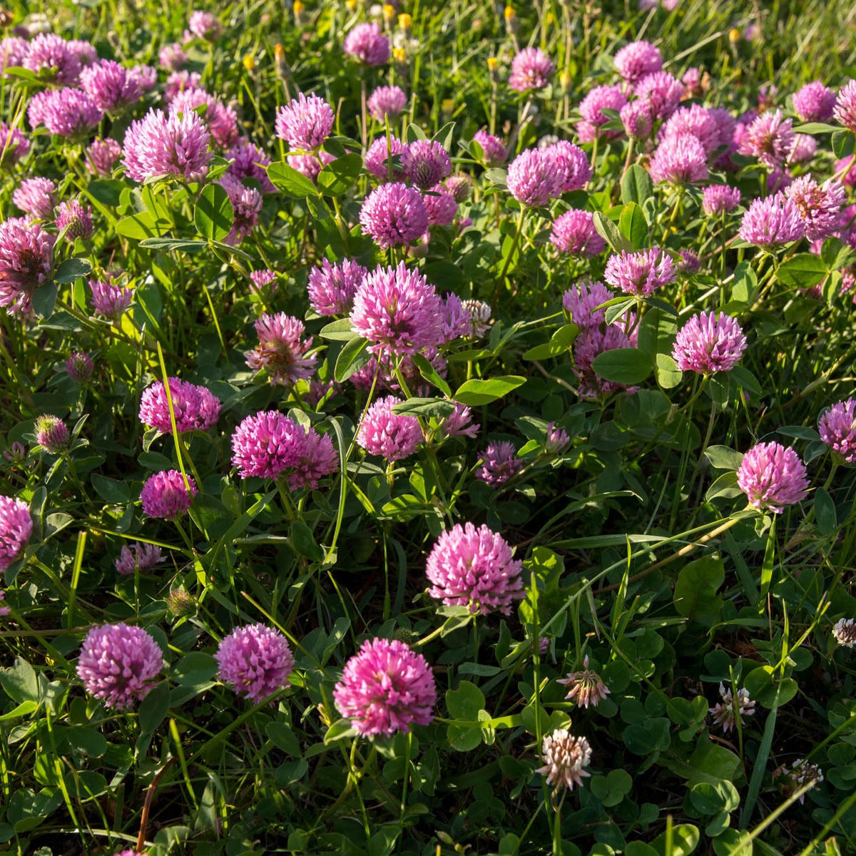 Outsidepride perennial red clover seeds 10 lbs erosion control helps secure soil structure.