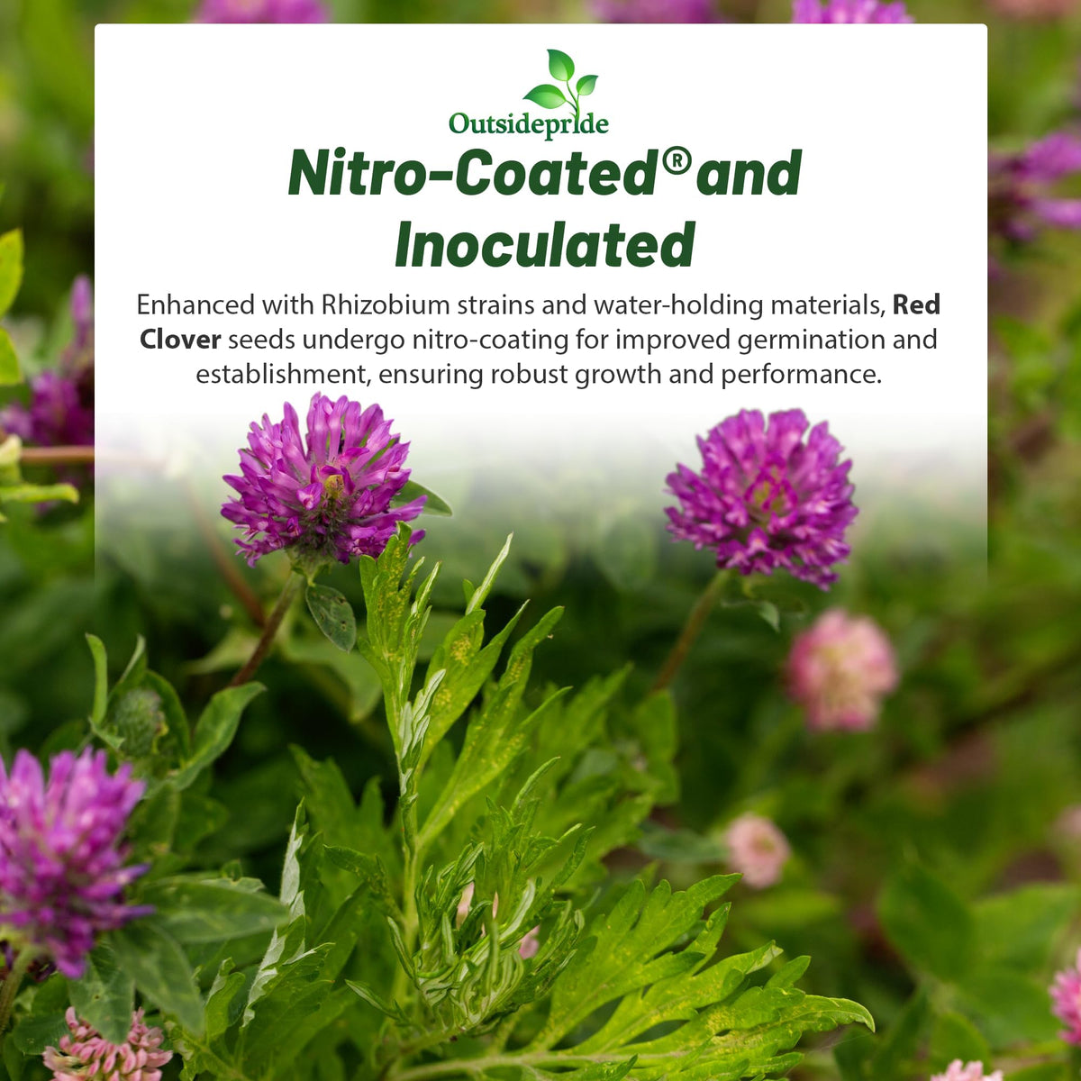 Outsidepride perennial red clover seeds 10 lbs pasture growth supports forage and pollinator-friendly blooms.