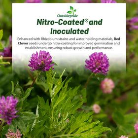 Outsidepride perennial red clover seeds 10 lbs pasture growth supports forage and pollinator-friendly blooms.